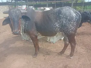 Enjoy Great Savings on Cow Purchase