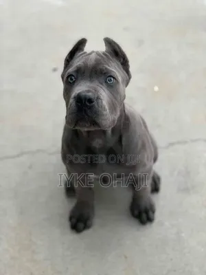 1-3 months Male Purebred Cane Corso