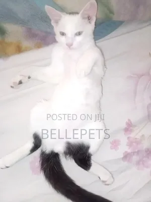 1-3 months Male Mixed Breed Turkish Van