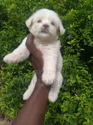 1-3 months Male Purebred Lhasa Apso