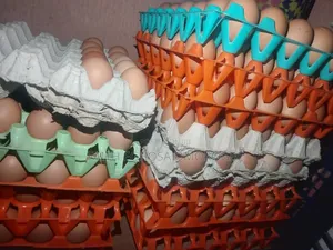 Eggs Agriculture