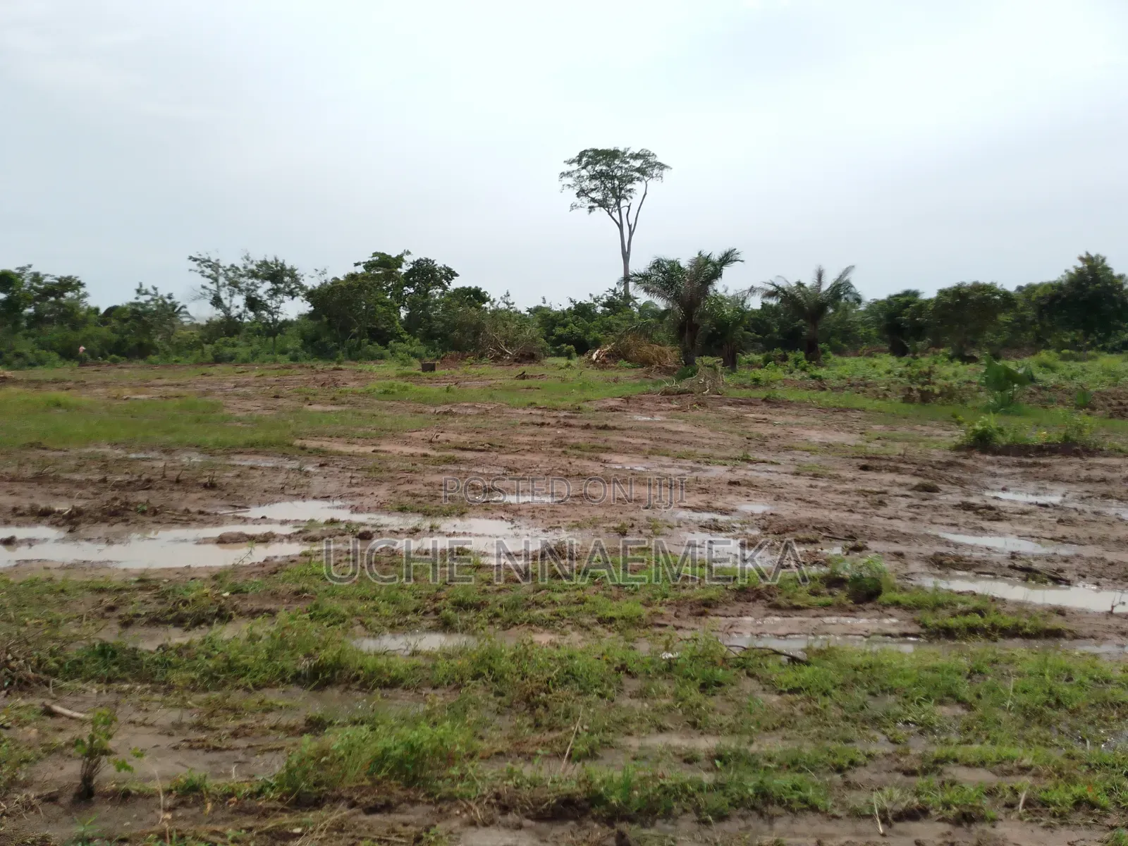 Mechanical Clearing of Land With Bulldozer