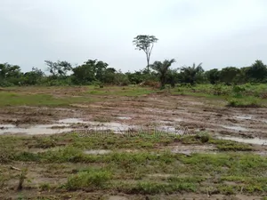 Mechanical Clearing of Land With Bulldozer