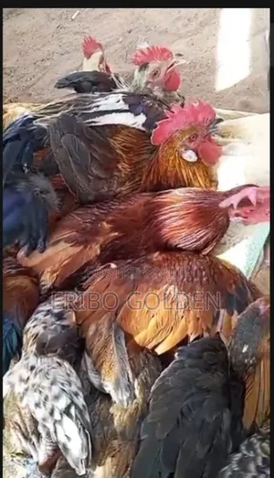 Native Fowl