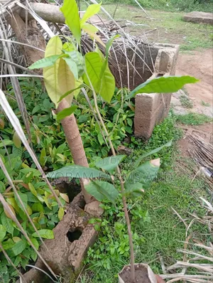 Cocoa Seedlings Available for Sale