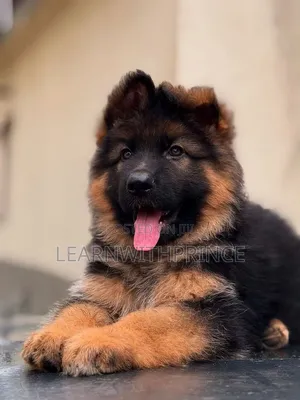 1-3 months Male Purebred German Shepherd