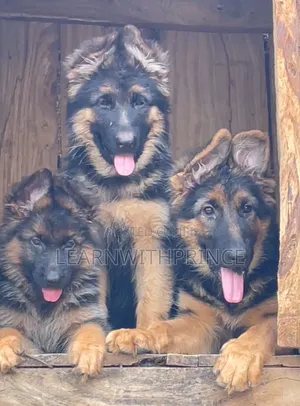 1-3 months Male Purebred German Shepherd