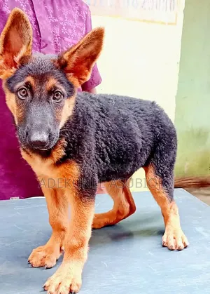 1-3 months Female Purebred German Shepherd