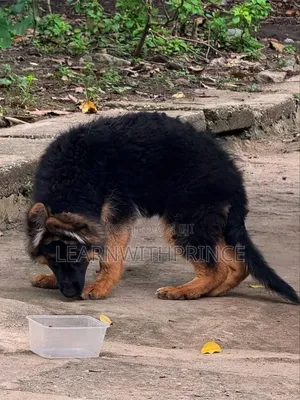 1-3 months Male Purebred German Shepherd
