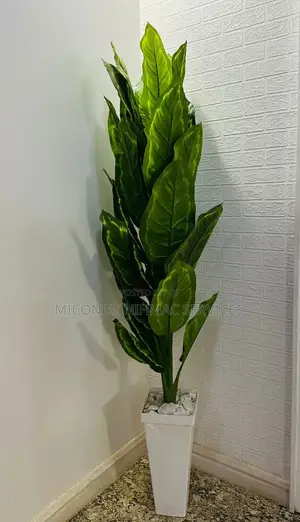 Artificial Dieffenbachia Plant for Home Office