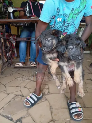 1-3 months Female Purebred German Shepherd