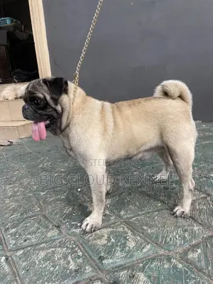1+ year Male Purebred Pug