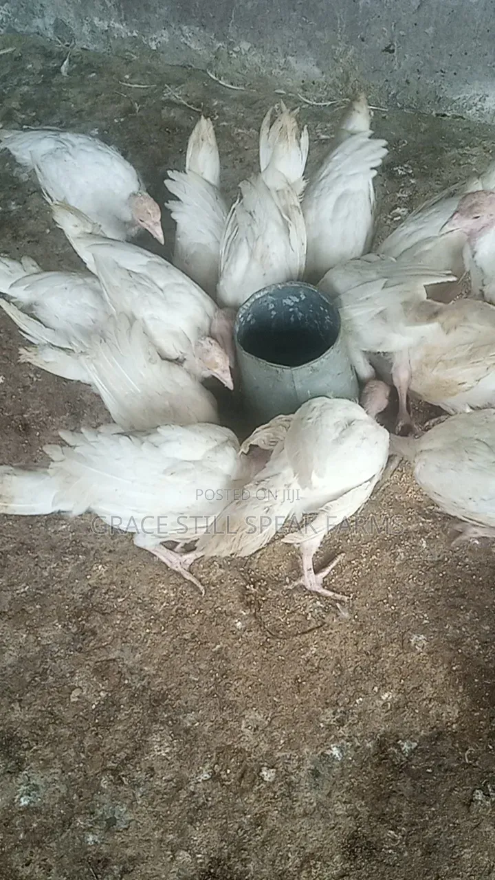 6 Weeks Imported Turkeys