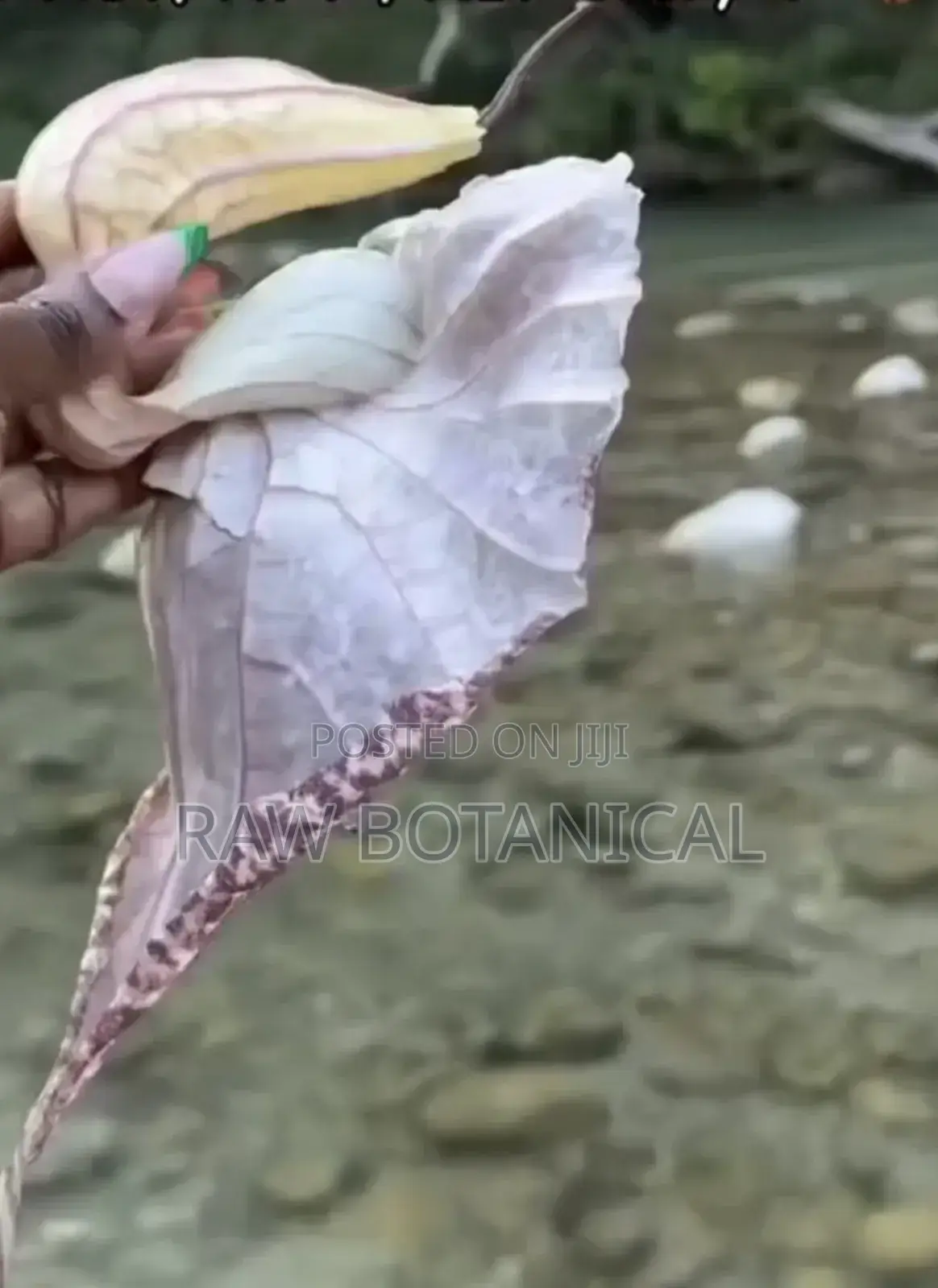 Jamaican Duck Flower
