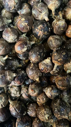 Buy Quality Fresh Gorontula – African Chewing Gum Available
