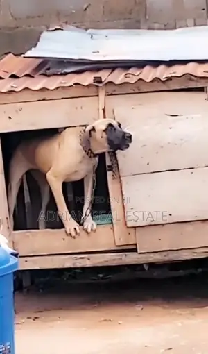 6-12 months Female Mixed Breed Boerboel