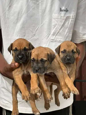 1-3 months Male Purebred Boerboel