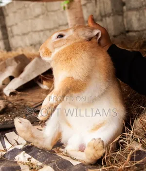 Mature Male Rabbits For Sale