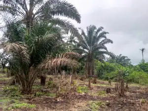 75 Plots Palm Plantation Farm Land 25 Minutes From University of Ben