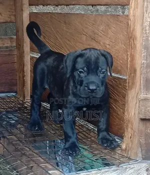 1-3 months Male Purebred Cane Corso