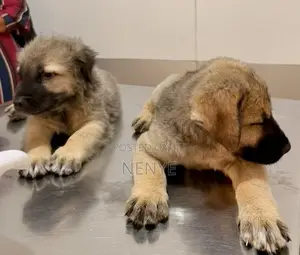 1-3 months Male Purebred Caucasian Shepherd