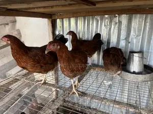 Female Chicken