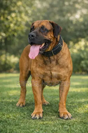 1+ year Male Purebred Boerboel
