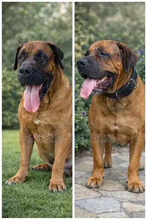1+ year Male Purebred Boerboel