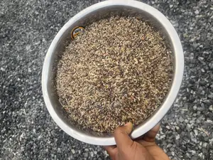 Very Neat Dog Rice
