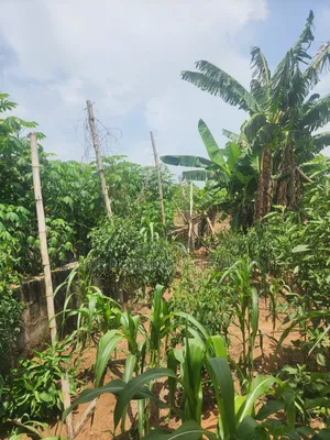Urgent Land Sale 50ft by 100ft for Sale With Foundation