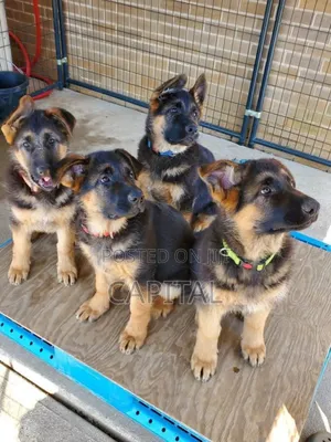 0-1 month Male Purebred German Shepherd