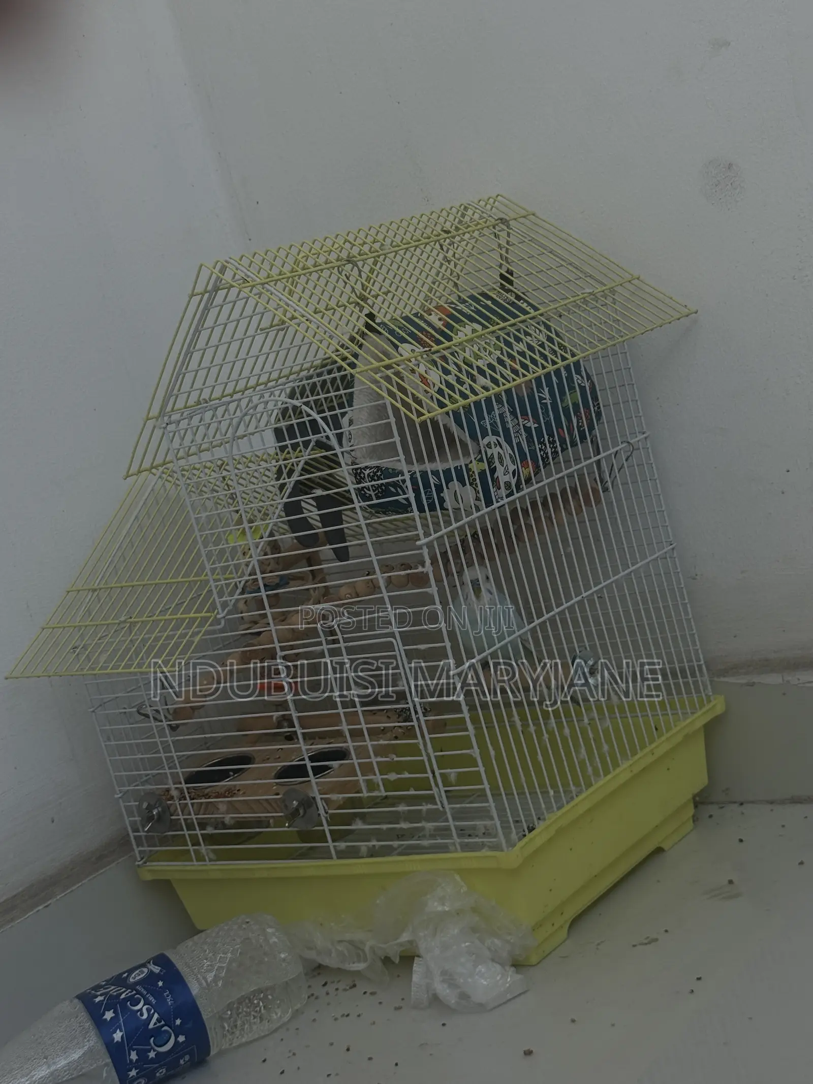 Budgie Bird Available