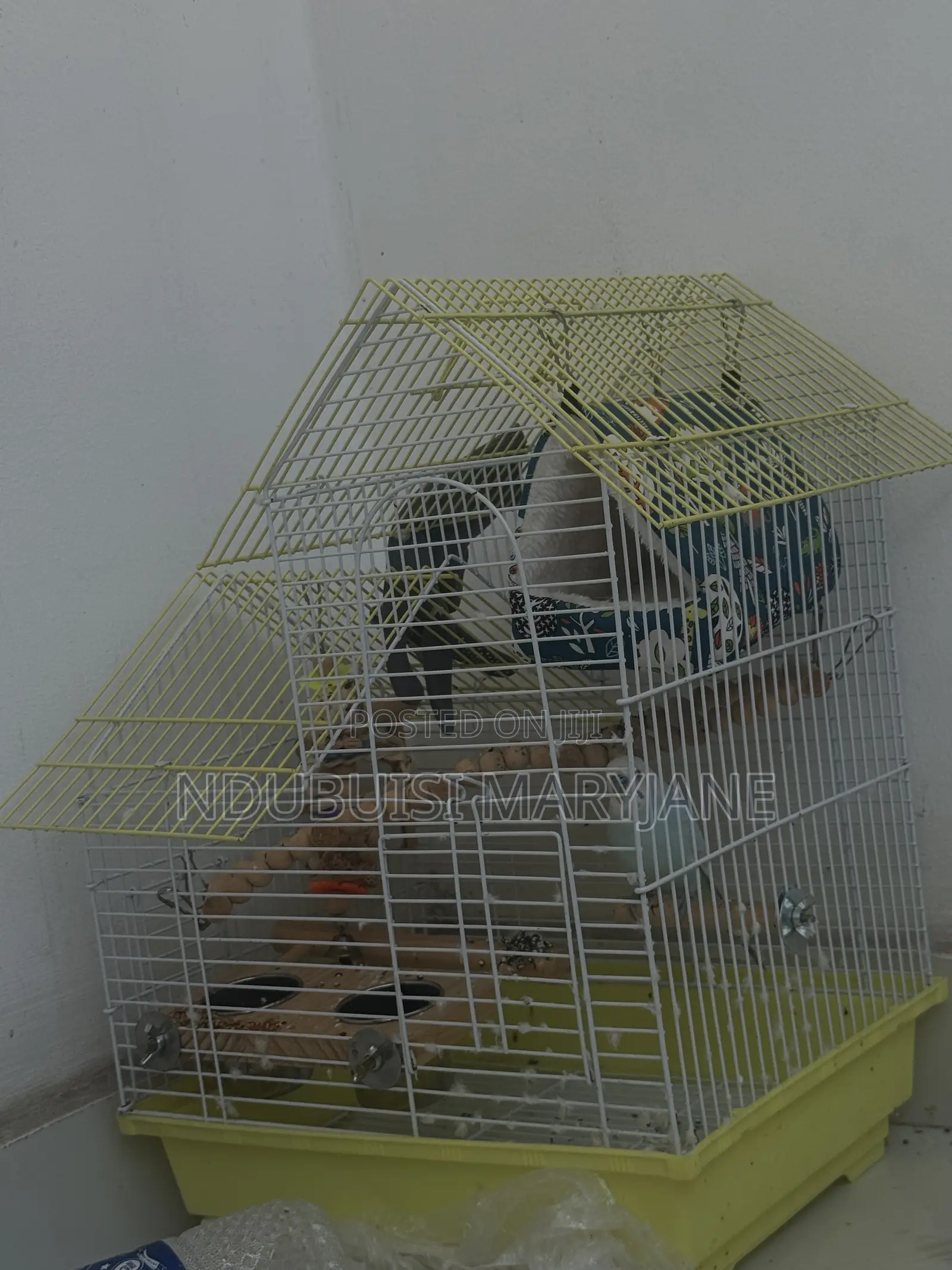 Budgie Bird Available