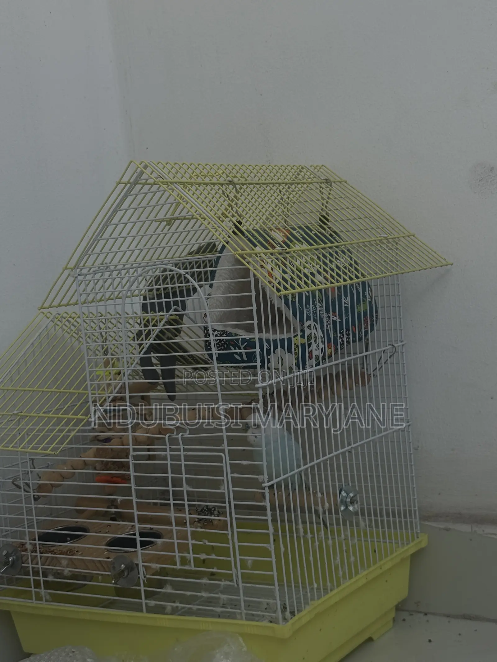 Budgie Bird Available