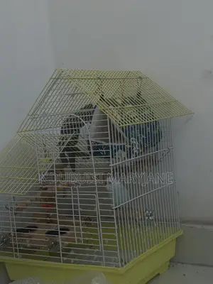 Budgie Bird Available