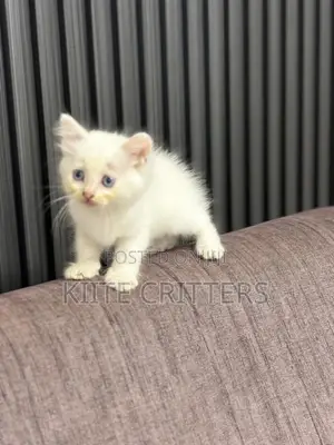 1-3 months Male Purebred Persian