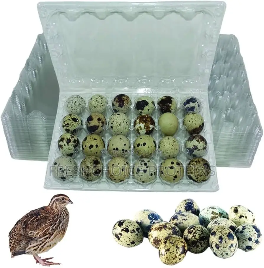 Quail Eggs And Chicks
