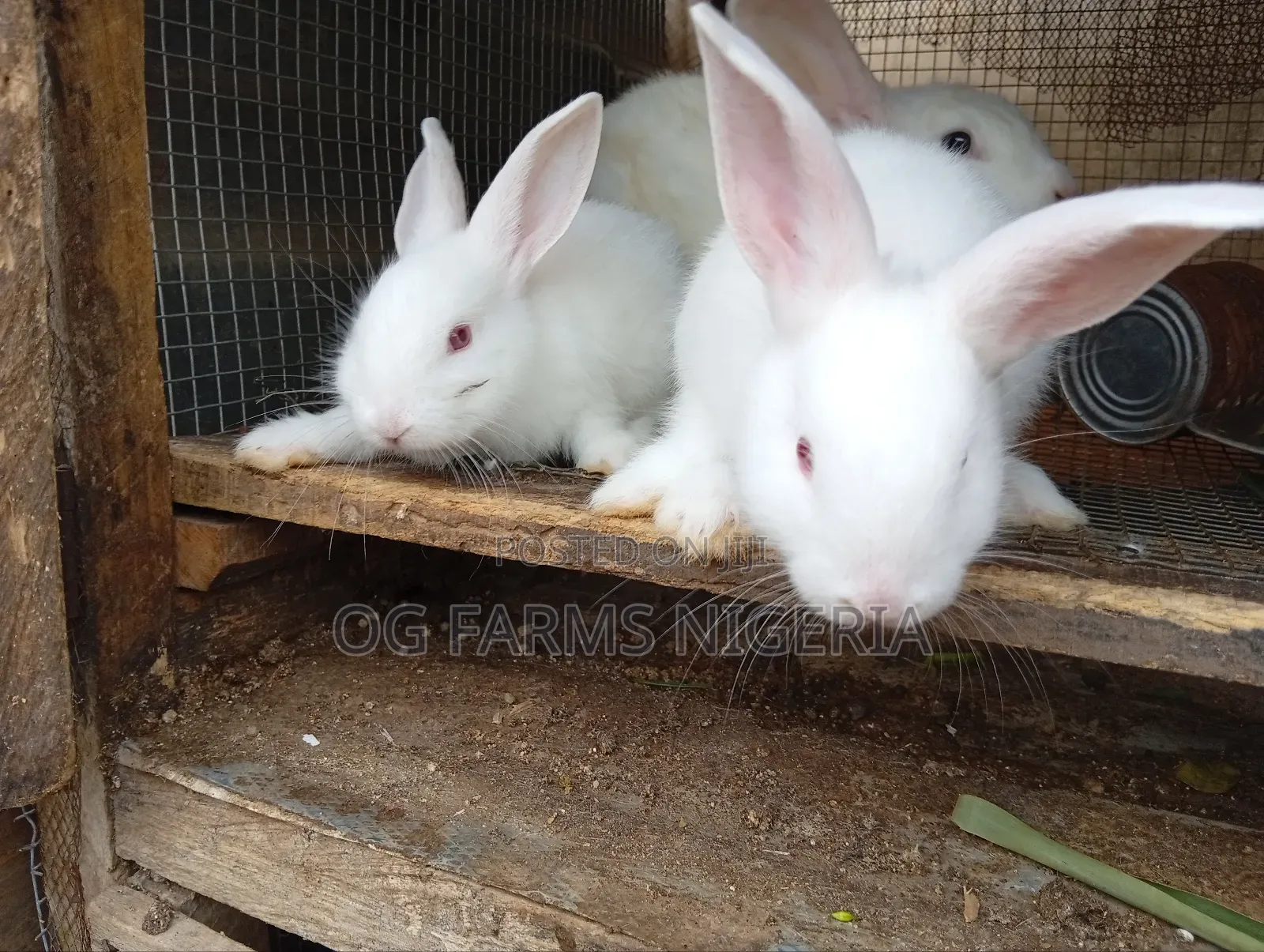 Rabbit Weaners