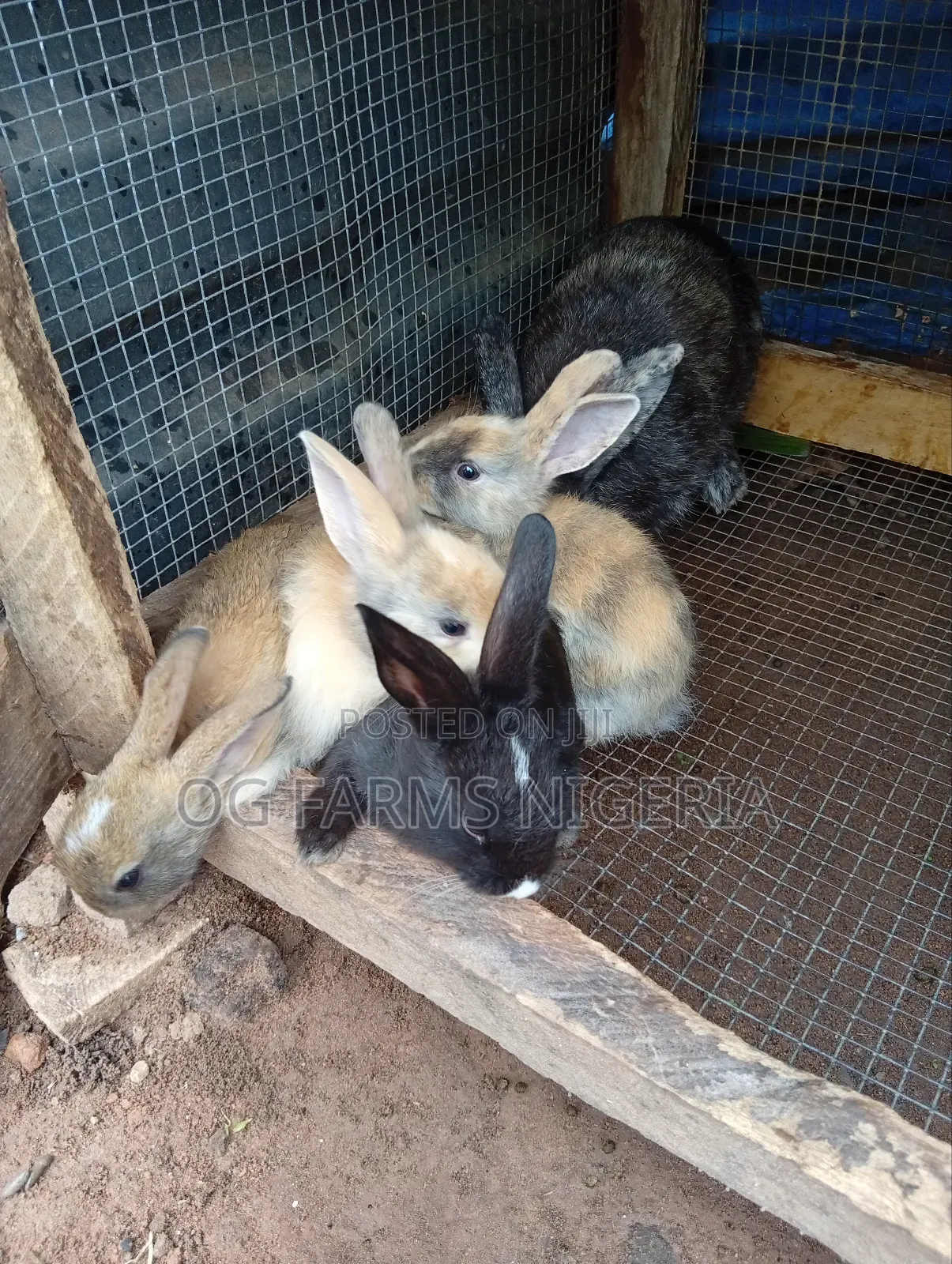 Rabbit Weaners