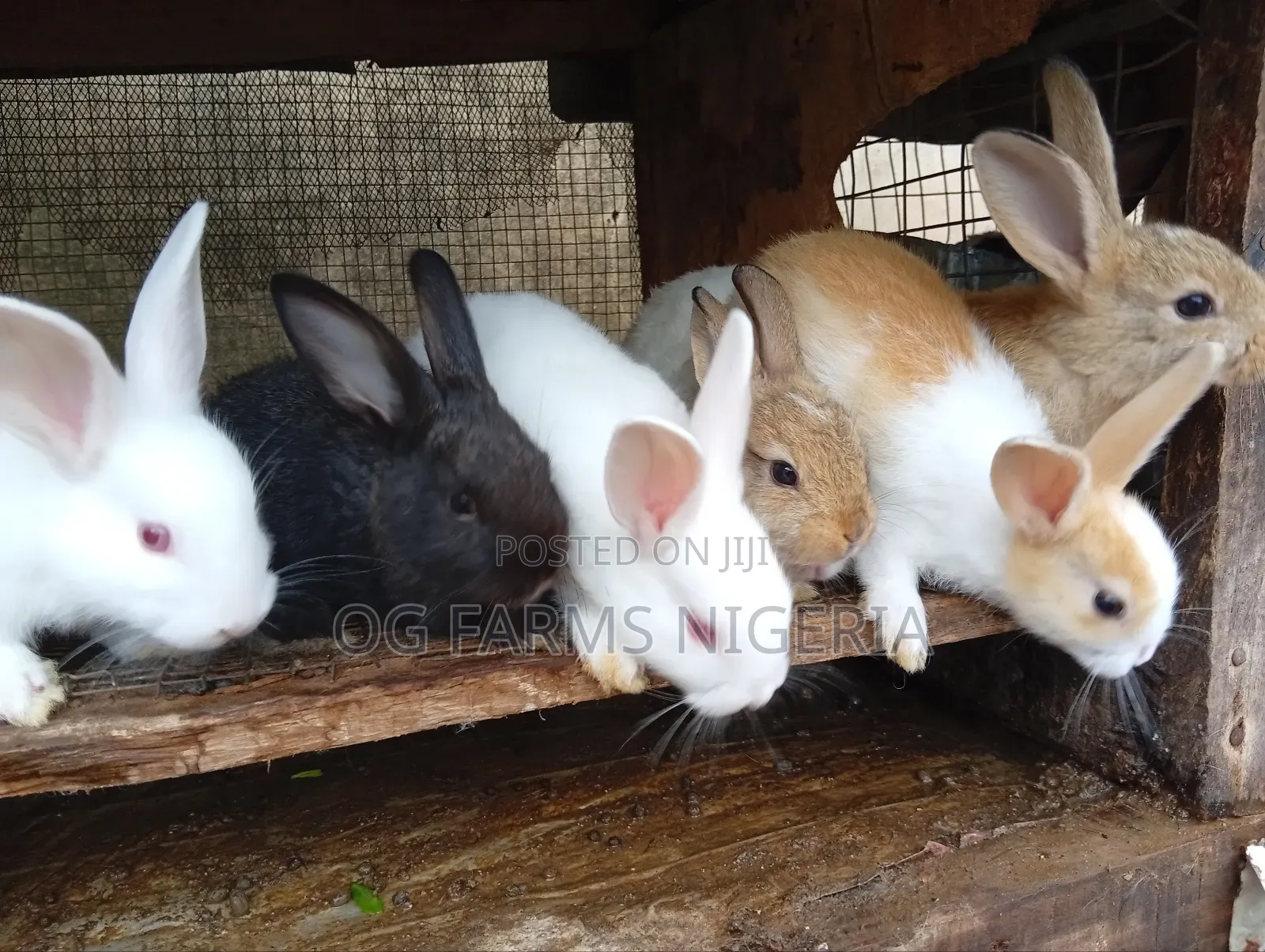 Rabbit Weaners