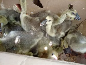 Geese Available for Sale