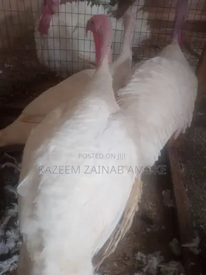 I Have Big Imported Turkey for Sale