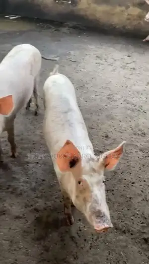 Pig Farming