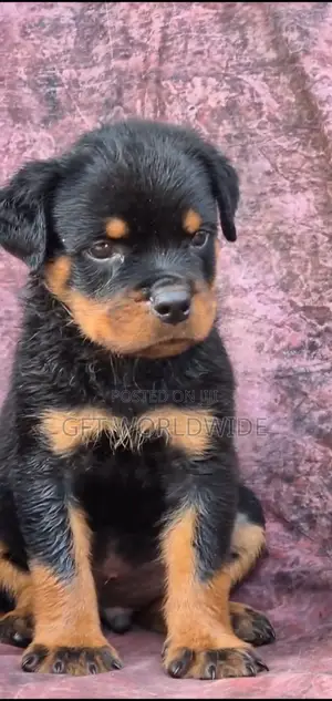 1-3 months Male Purebred Rottweiler