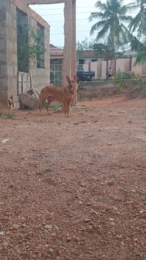 1+ year Female Purebred German Shepherd
