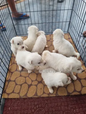 1-3 months Male Purebred American Eskimo
