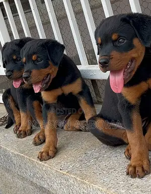 1-3 months Female Purebred Rottweiler