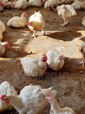 I Sell Broilers to Eatary and Chicken Outlets.