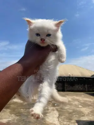 1-3 months Male Purebred Persian