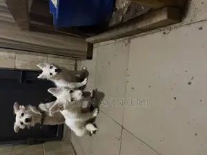 3-6 months Female Purebred American Eskimo